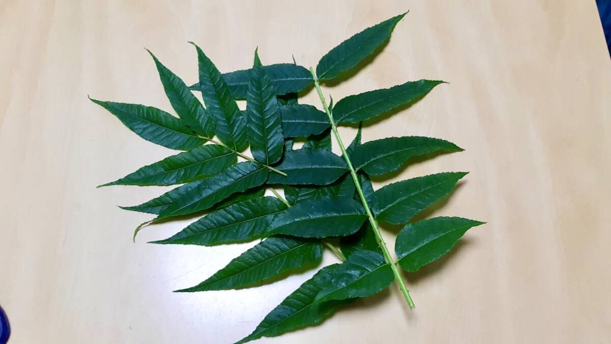 カラスザンショウの葉っぱ（2枝分、50枚以上）枝付き。ナミアゲハ、ミヤマカラスアゲハ、カラスアゲハ等の幼虫のエサ用。オマケあり_1