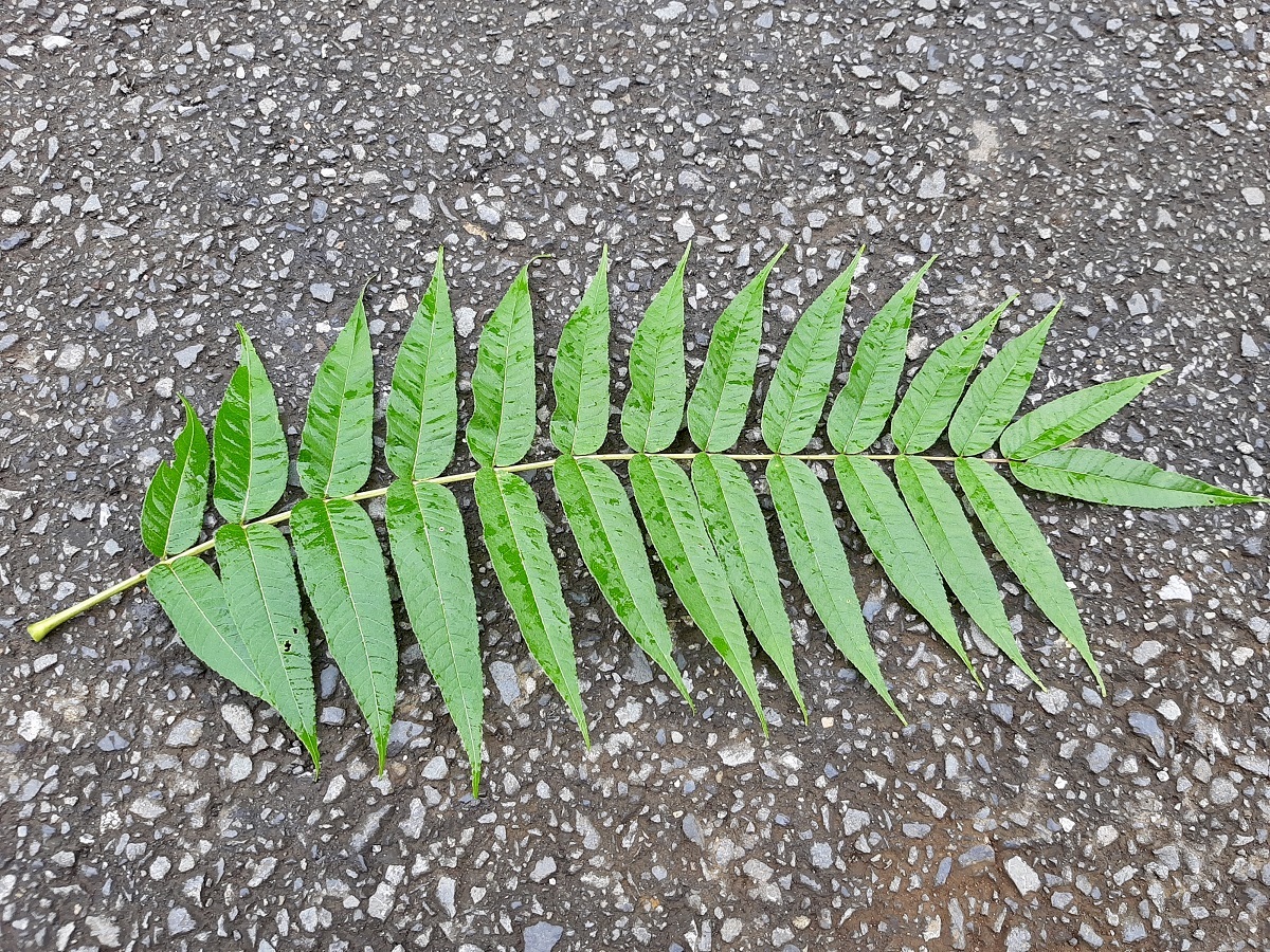 カラスザンショウの葉っぱ（2枝分、50枚以上）枝付き。ナミアゲハ、ミヤマカラスアゲハ、カラスアゲハ等の幼虫のエサ用。オマケあり_2