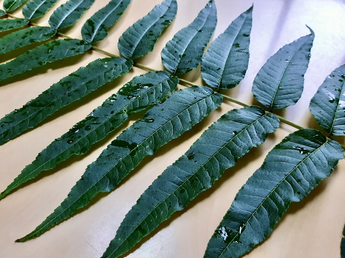 カラスザンショウの葉っぱ（2枝分、50枚以上）枝付き。ナミアゲハ、ミヤマカラスアゲハ、カラスアゲハ等の幼虫のエサ用。オマケあり_3