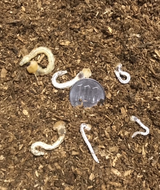 ⑤ 天然採集　ヤマトタマムシ若齢幼虫6頭＋オマケ　和歌山県有田市産(送料着払い)_1