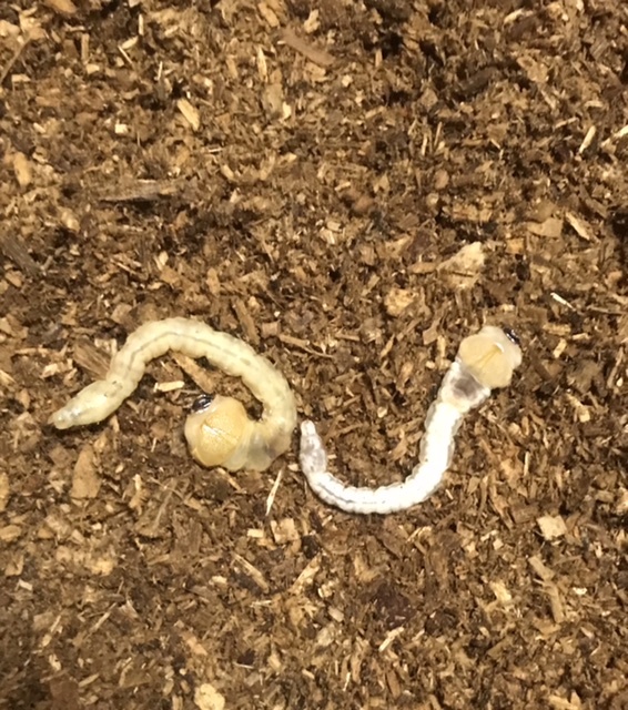 ⑤ 天然採集　ヤマトタマムシ若齢幼虫6頭＋オマケ　和歌山県有田市産(送料着払い)_2