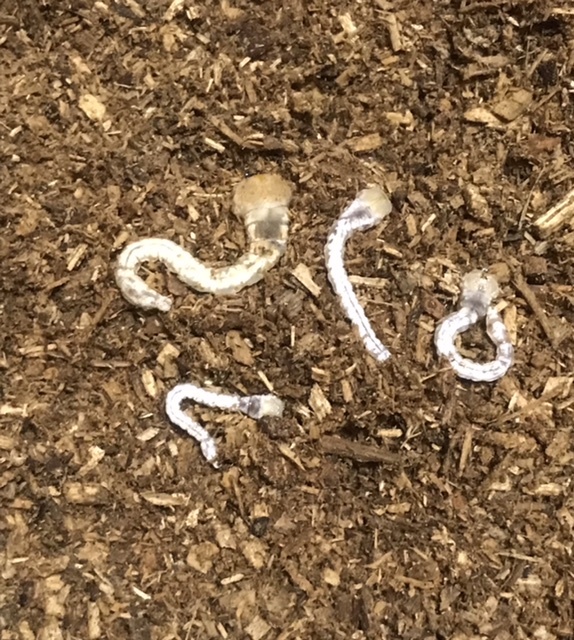 ⑤ 天然採集　ヤマトタマムシ若齢幼虫6頭＋オマケ　和歌山県有田市産(送料着払い)_3