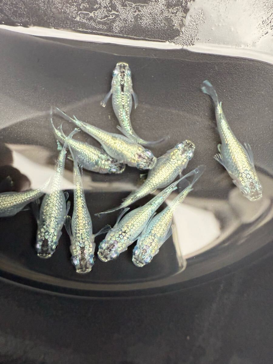 サボテンダルマ産卵中　現物 画像の個体全て　(検索用　夜桜ダルマ　ハイビスカス　グラディオ　星河ダルマ　ダルマメダカ_1