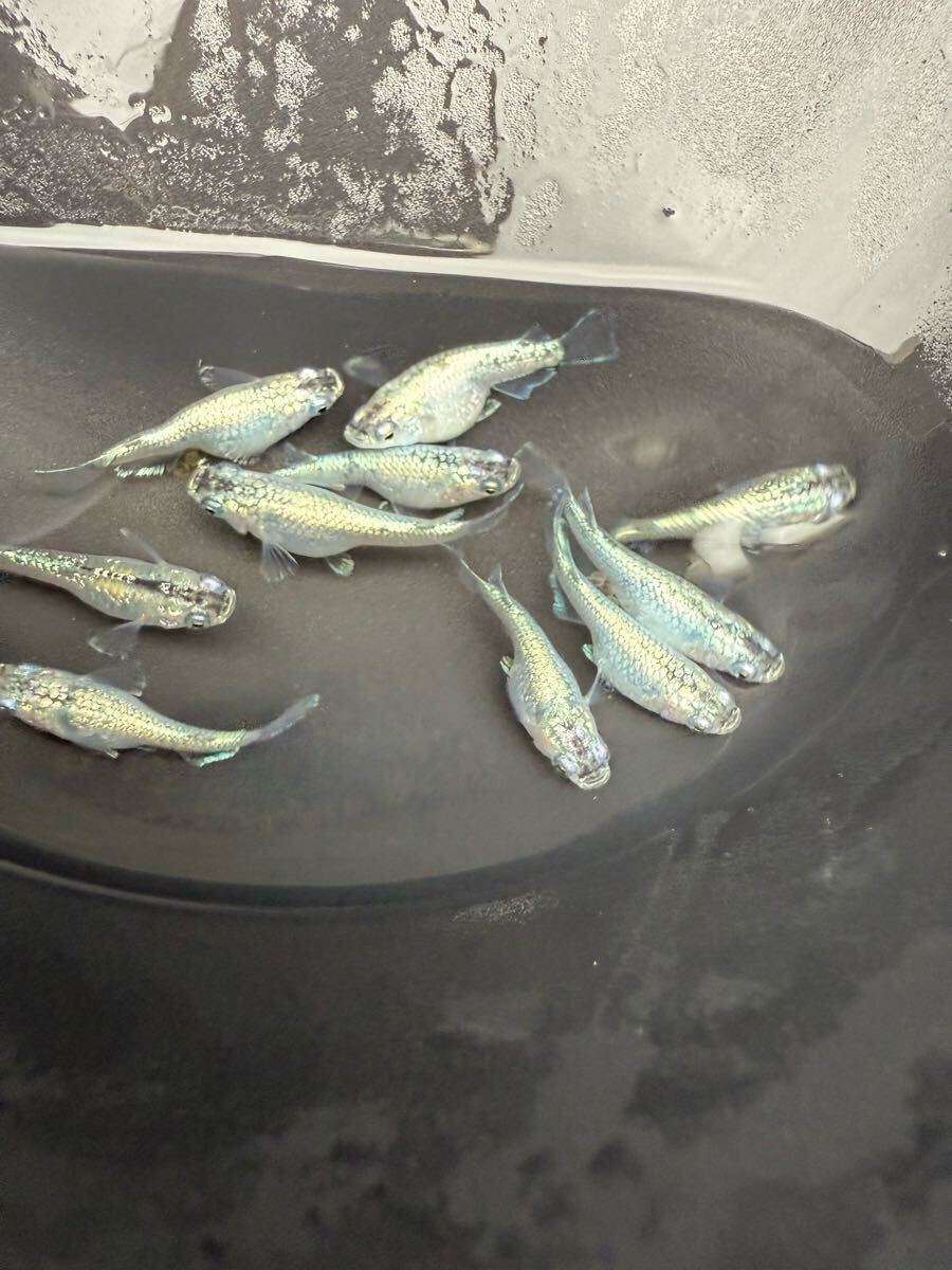 サボテンダルマ産卵中　現物 画像の個体全て　(検索用　夜桜ダルマ　ハイビスカス　グラディオ　星河ダルマ　ダルマメダカ_2