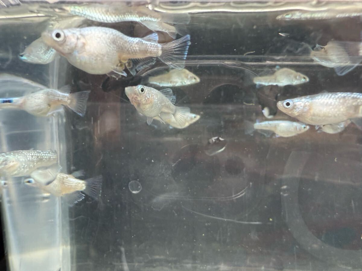 サボテンダルマ産卵中　現物 画像の個体全て　(検索用　夜桜ダルマ　ハイビスカス　グラディオ　星河ダルマ　ダルマメダカ_3