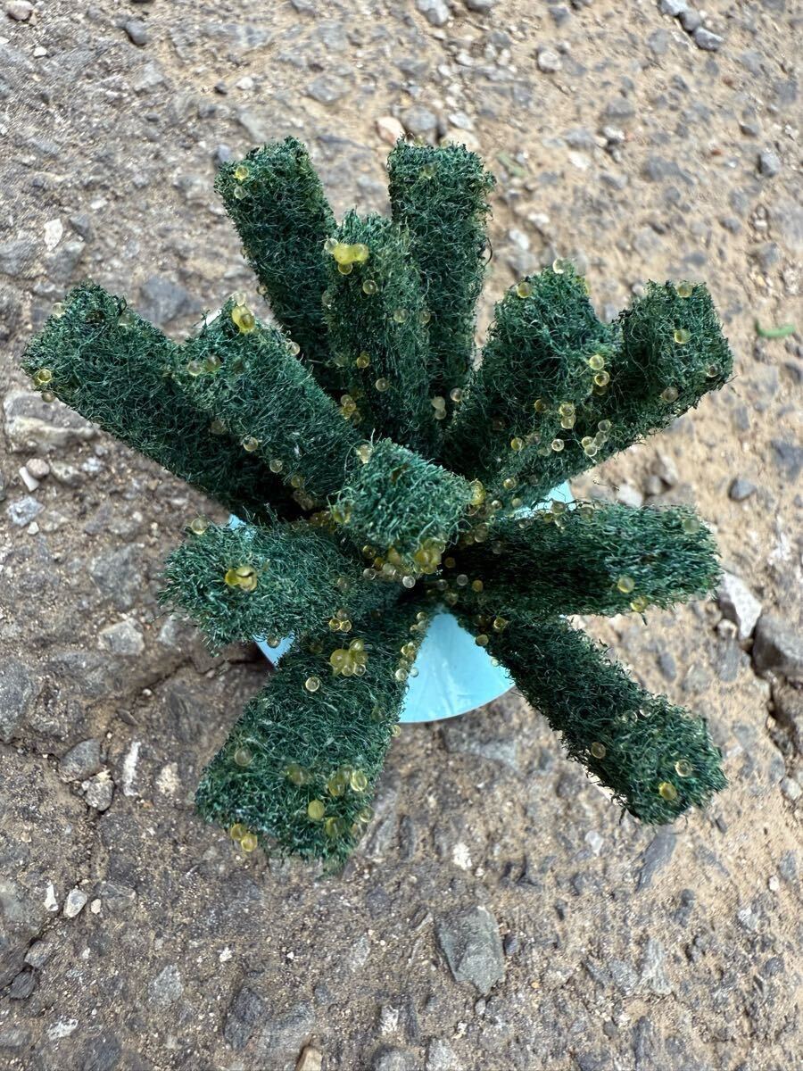 サボテンダルマ産卵中　現物 画像の個体全て　(検索用　夜桜ダルマ　ハイビスカス　グラディオ　星河ダルマ　ダルマメダカ_4