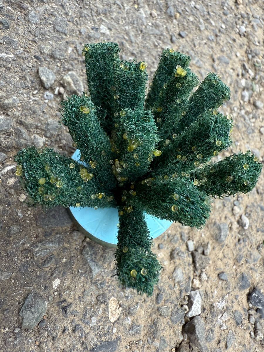 サボテンダルマ産卵中　現物 画像の個体全て　(検索用　夜桜ダルマ　ハイビスカス　グラディオ　星河ダルマ　ダルマメダカ_5