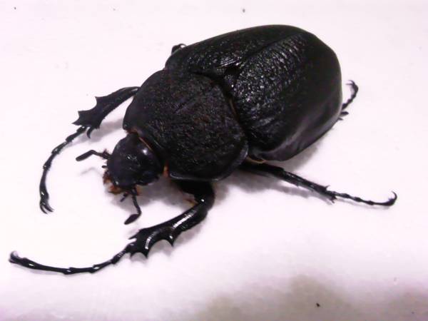 アクティオンゾウカブト♀メスのみ/未後食/新成虫