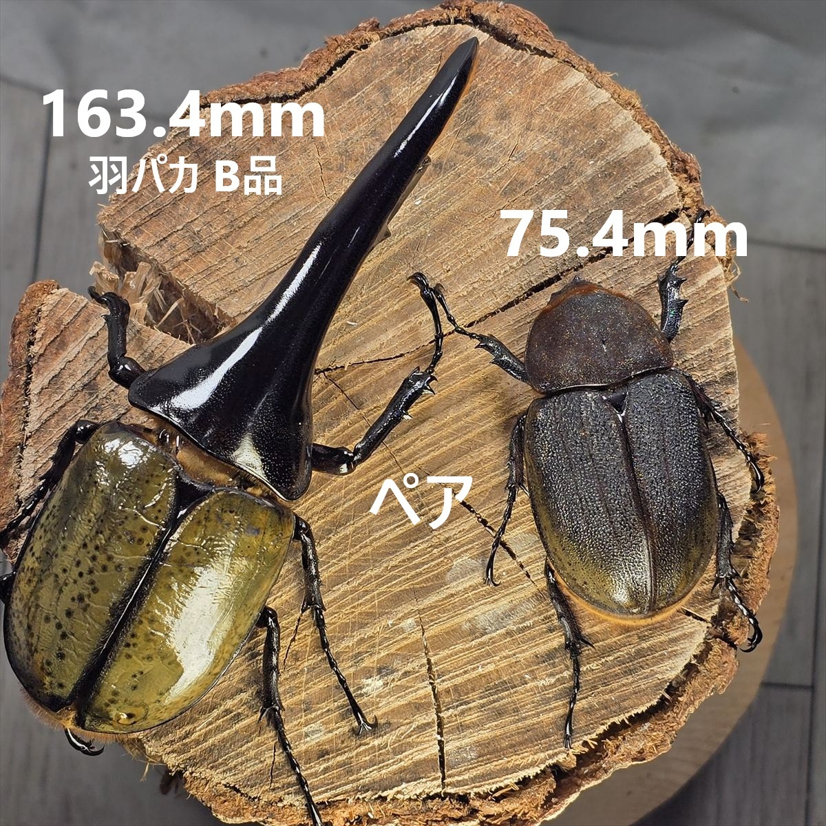 ヘラクレスオオカブトムシ ヘラクレスヘラクレス クアドループ産 オス 