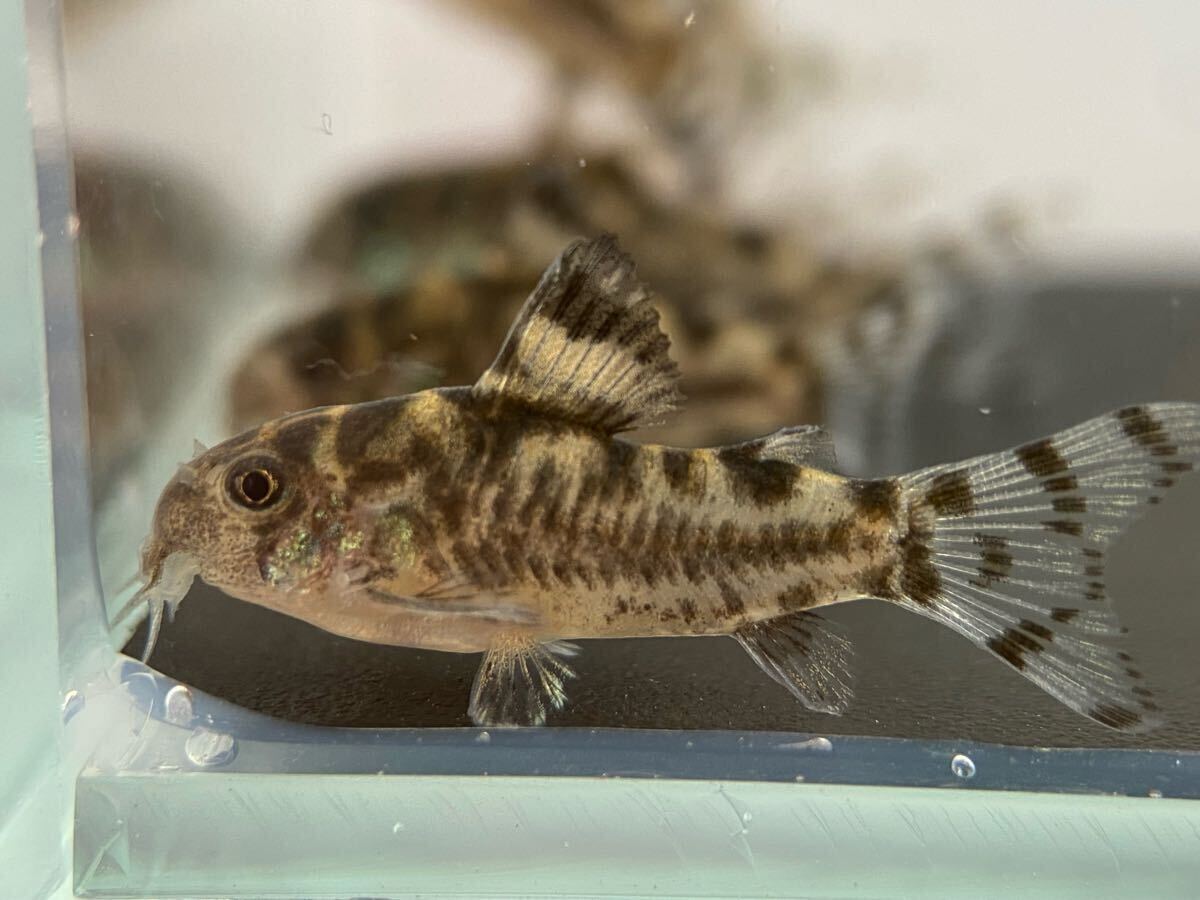 コリドラスゼブリーナ　3匹　ブリード　CW111　約2.5cm～　F1_3