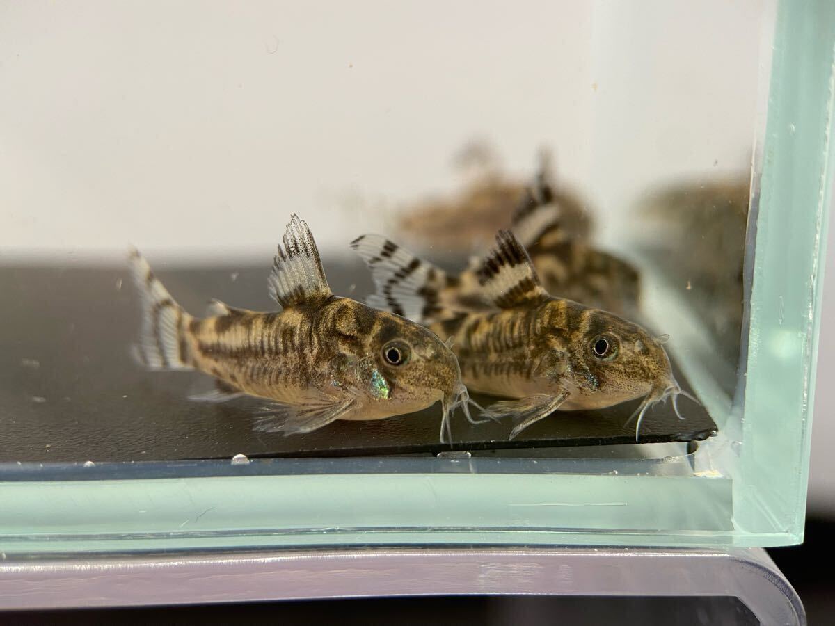 コリドラスゼブリーナ　3匹　ブリード　CW111　約2.5cm～　F1_4