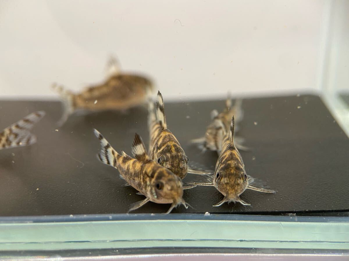 コリドラスゼブリーナ　3匹　ブリード　CW111　約2.5cm～　F1_5