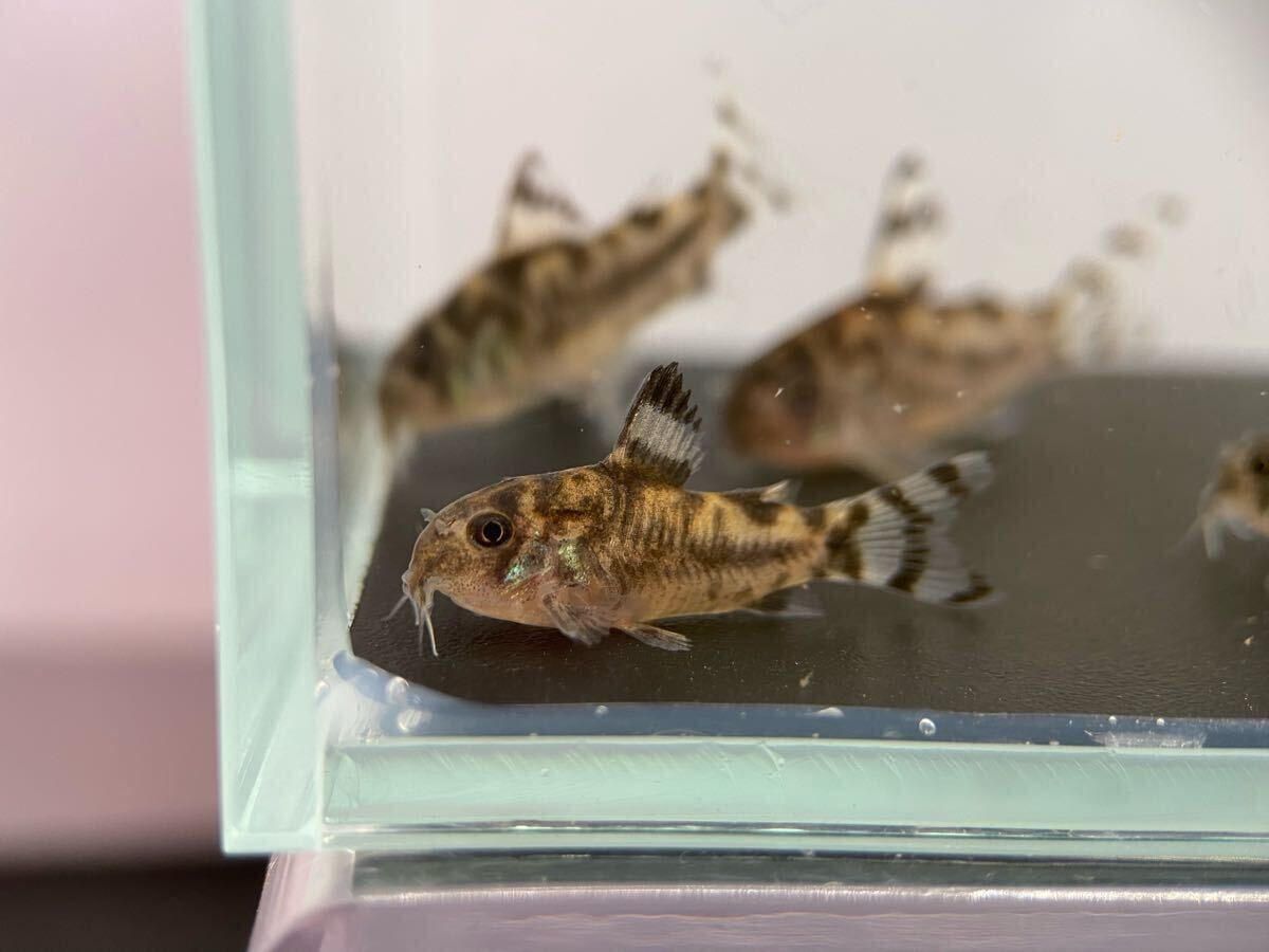 コリドラスゼブリーナ　3匹　ブリード　CW111　約2.5cm～　F1_6