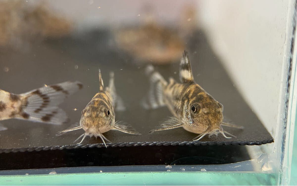 コリドラスゼブリーナ　3匹　ブリード　CW111　約2.5cm～　F1_7