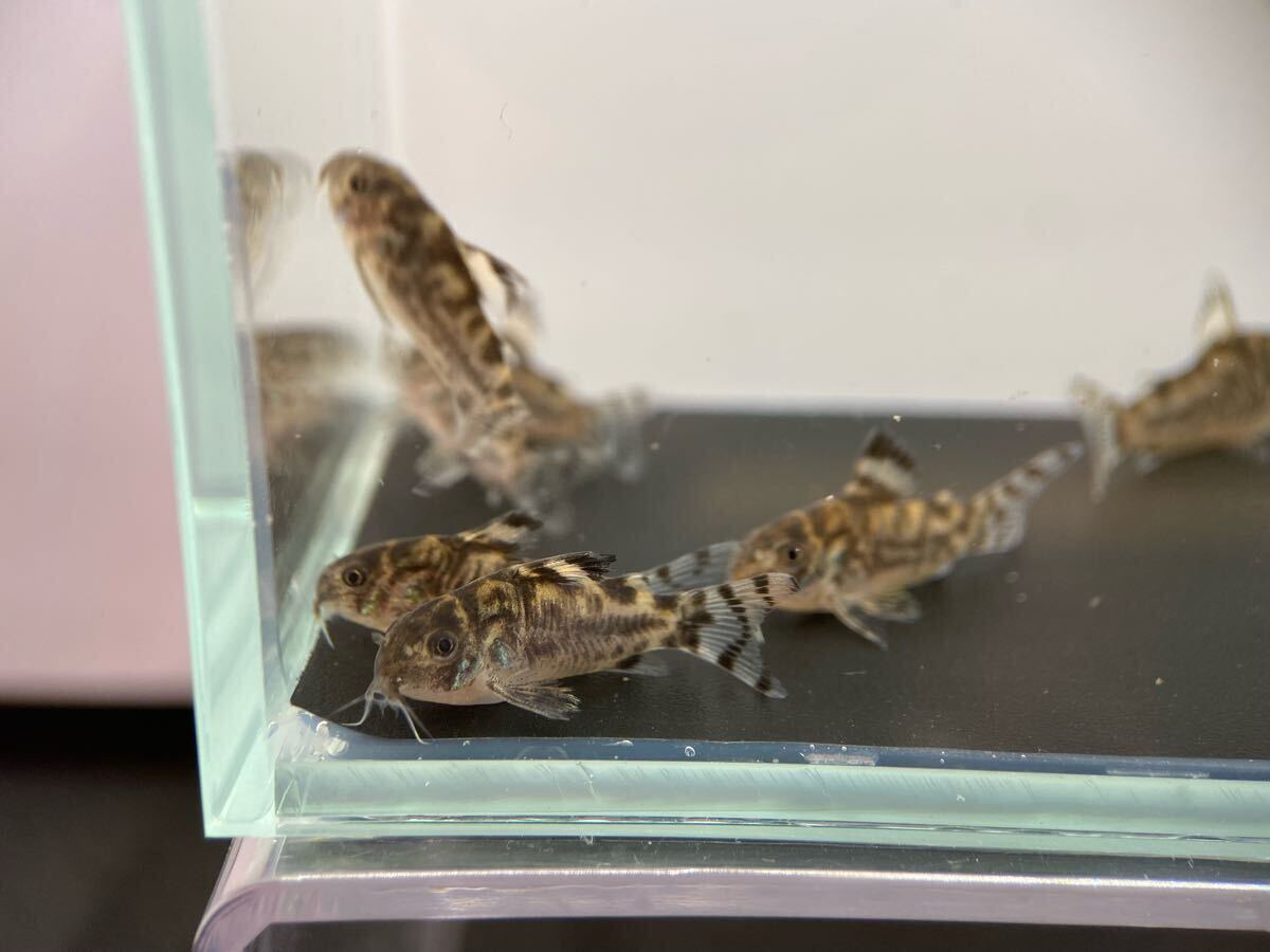 コリドラスゼブリーナ　3匹　ブリード　CW111　約2.5cm～　F1_8
