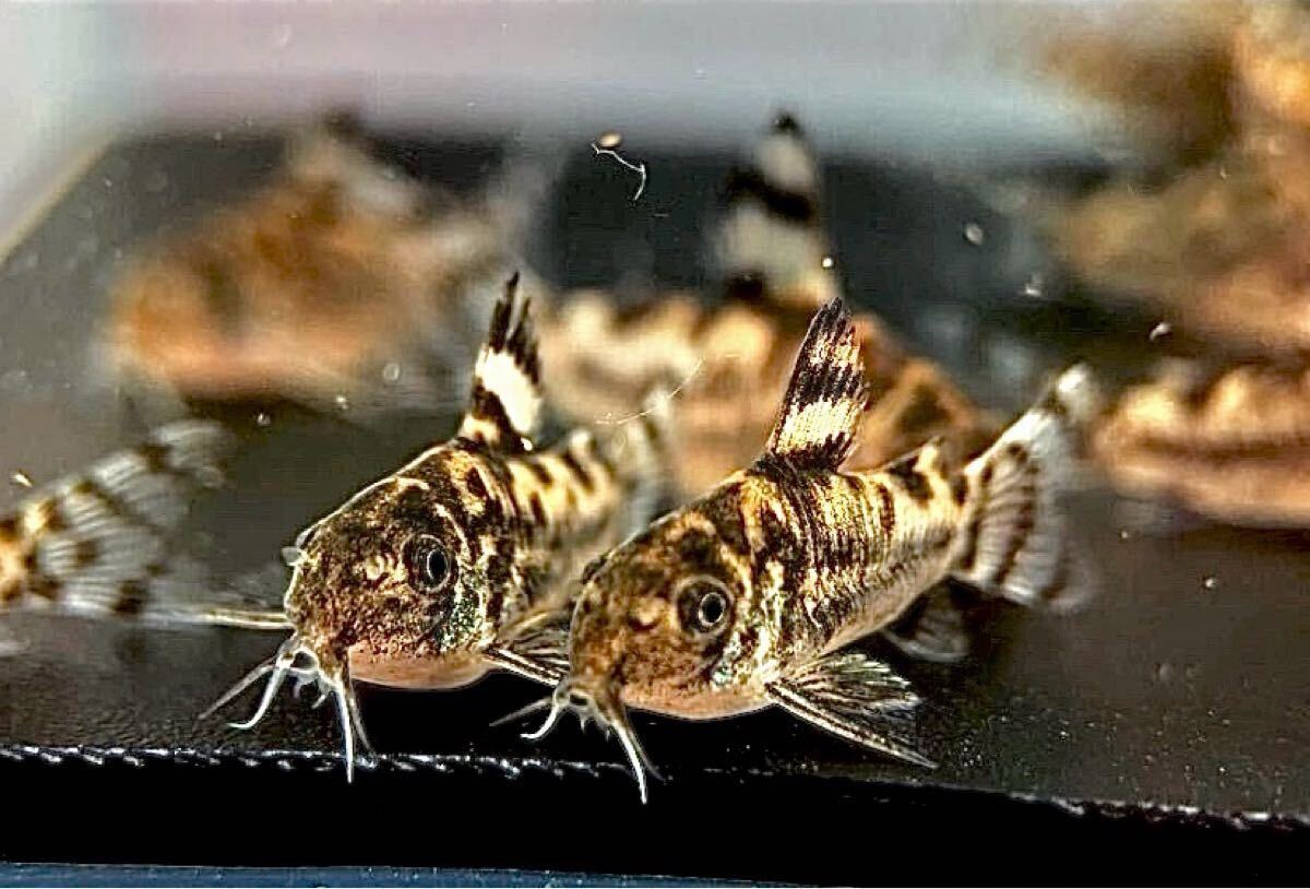 コリドラスゼブリーナ　3匹　ブリード　CW111　約2.5cm～　F1_9