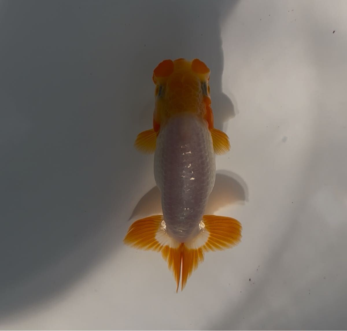 510らんちゅう 当歳④_1