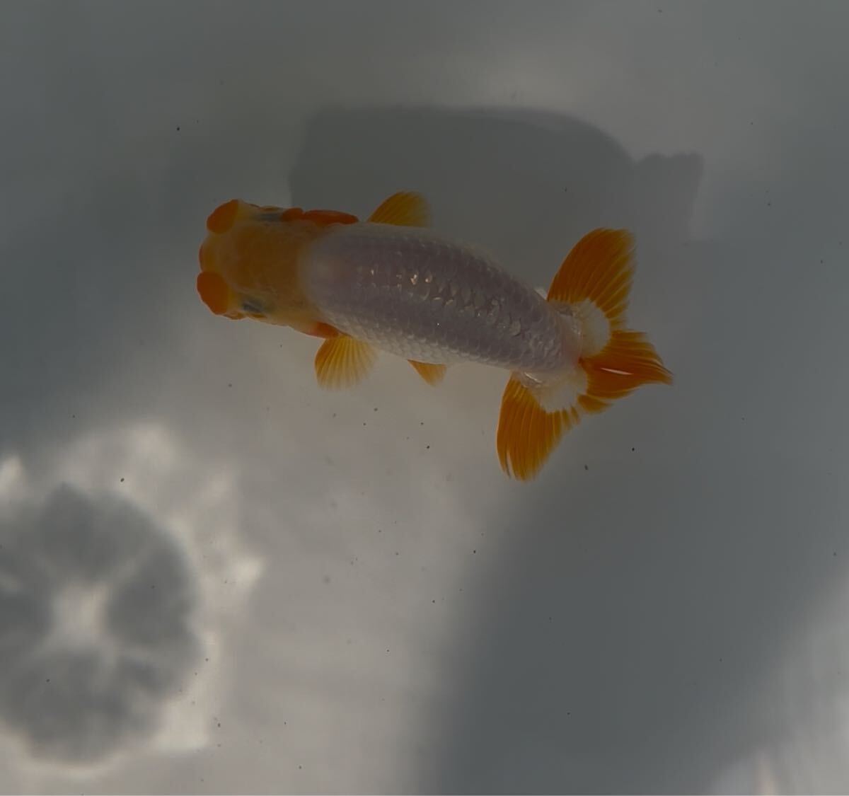 510らんちゅう 当歳④_2