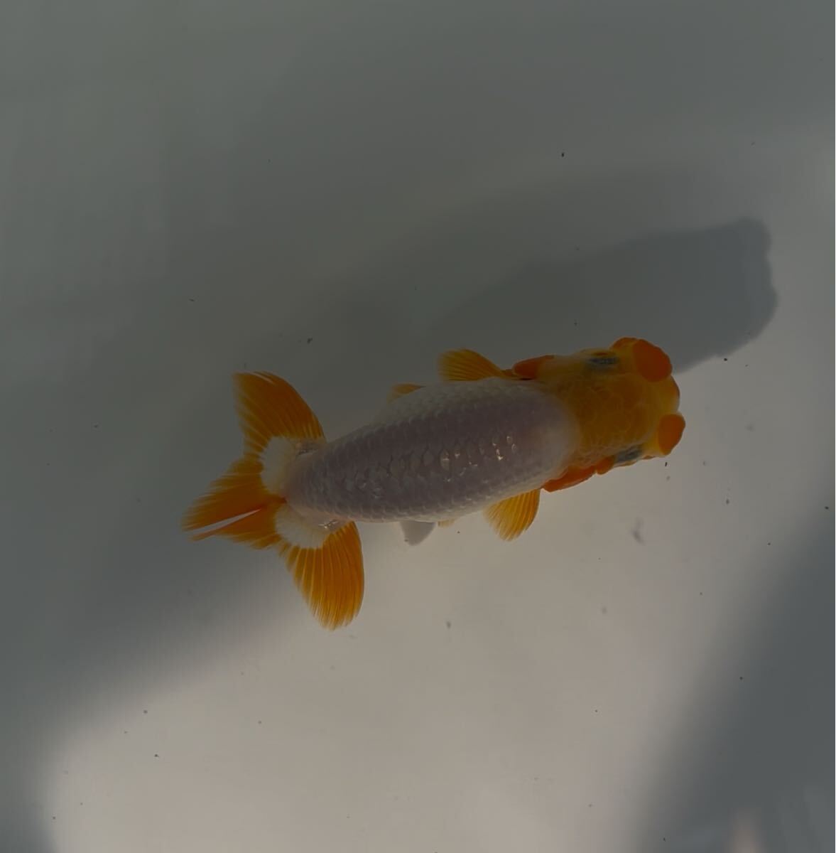 510らんちゅう 当歳④_3