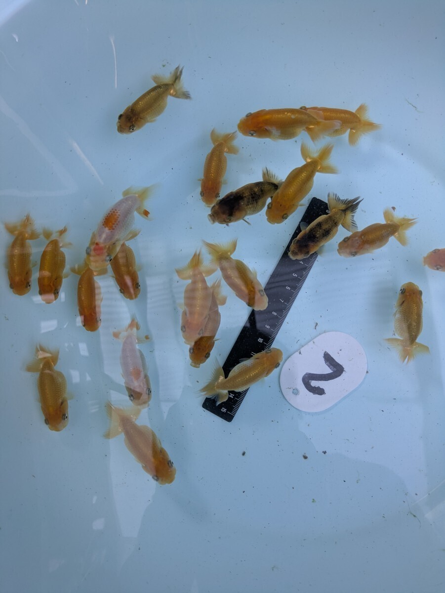 No.2☆剣士蘭☆　優良系統　秋元氏　当歳魚　約5c〜7m　22尾_1