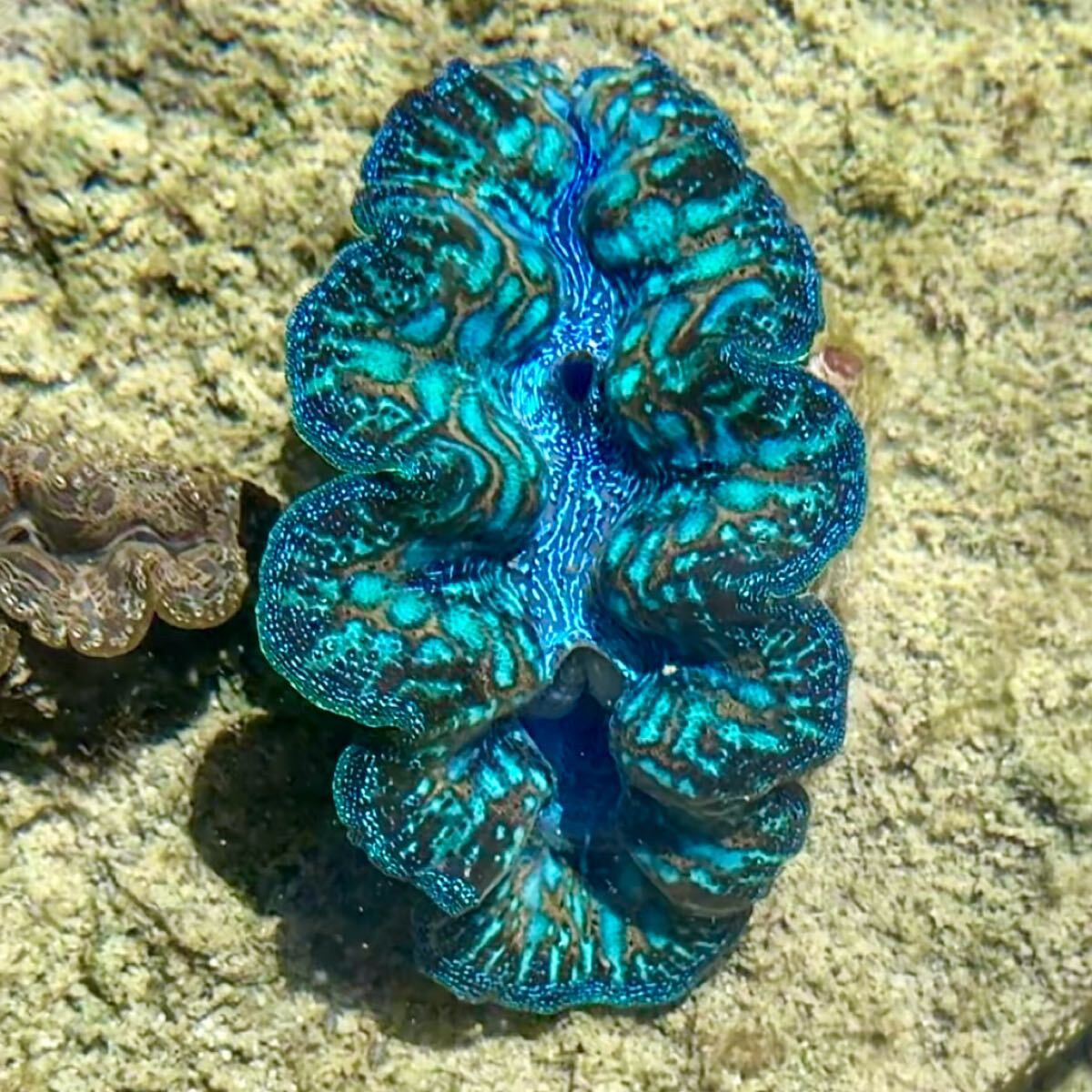 沖縄北部もとぶ産】ヒメシャコガイ SSSランク 9〜10cm前後 海水魚プロ