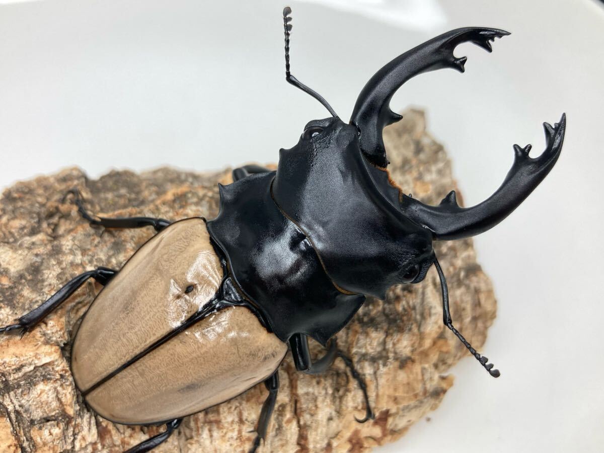 昆虫用品 モウホツヤクワガタ標本ペア