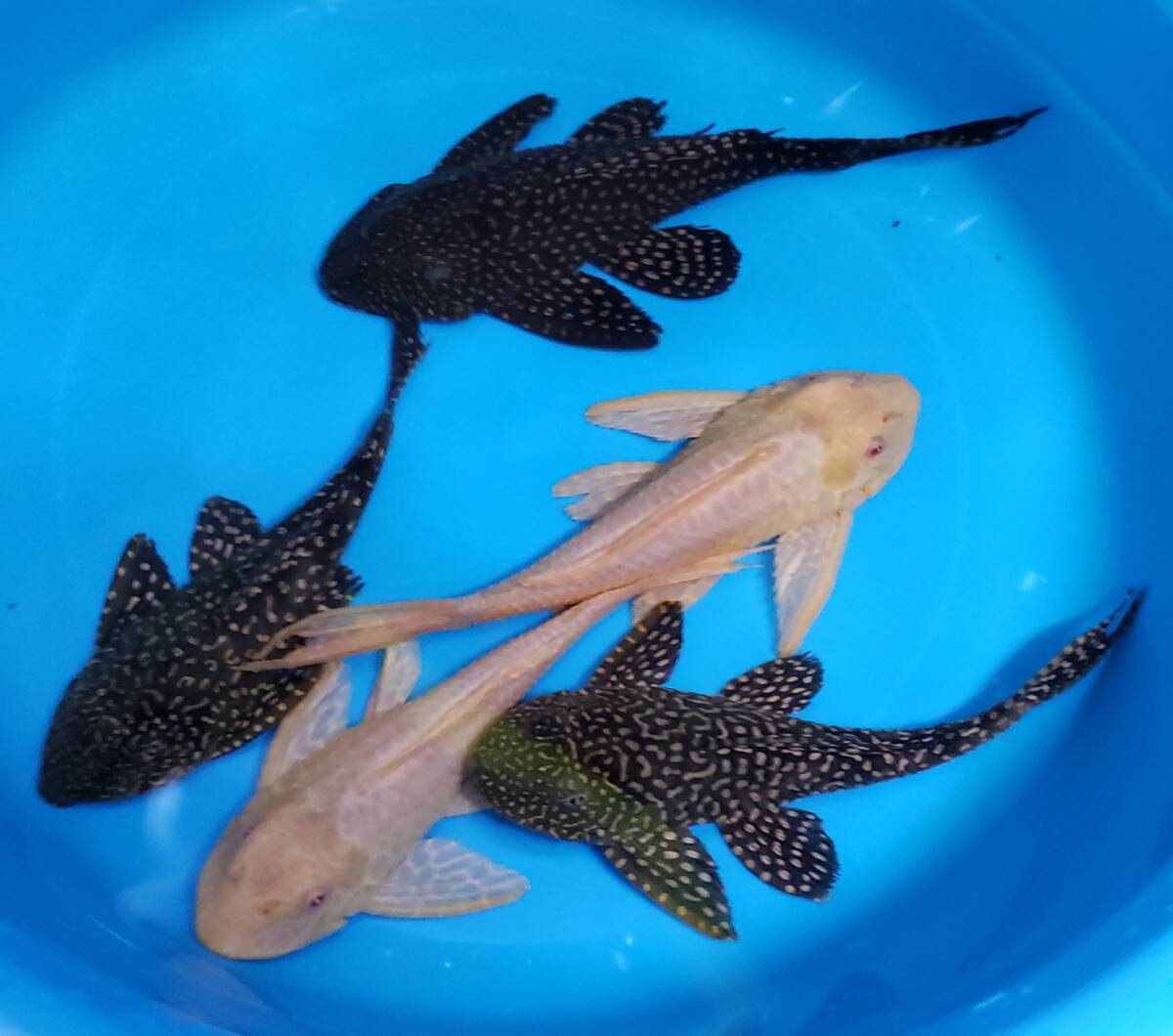 プレコ　5匹　20㎝～24㎝　アルビノセルフィン2匹　オレンジセルフィン3匹_1