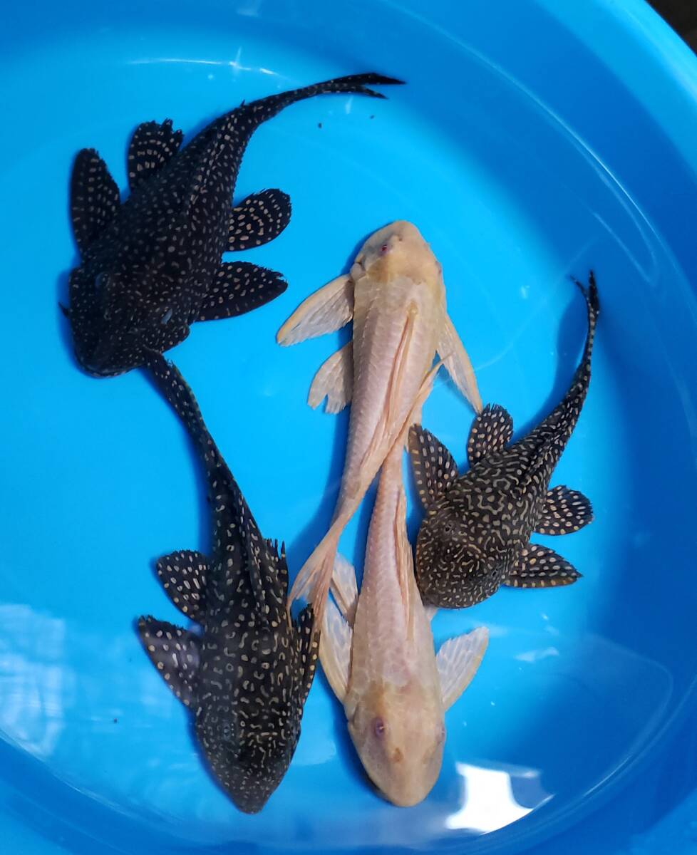 プレコ　5匹　20㎝～24㎝　アルビノセルフィン2匹　オレンジセルフィン3匹_2