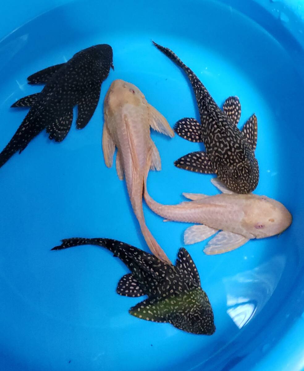 プレコ　5匹　20㎝～24㎝　アルビノセルフィン2匹　オレンジセルフィン3匹_3