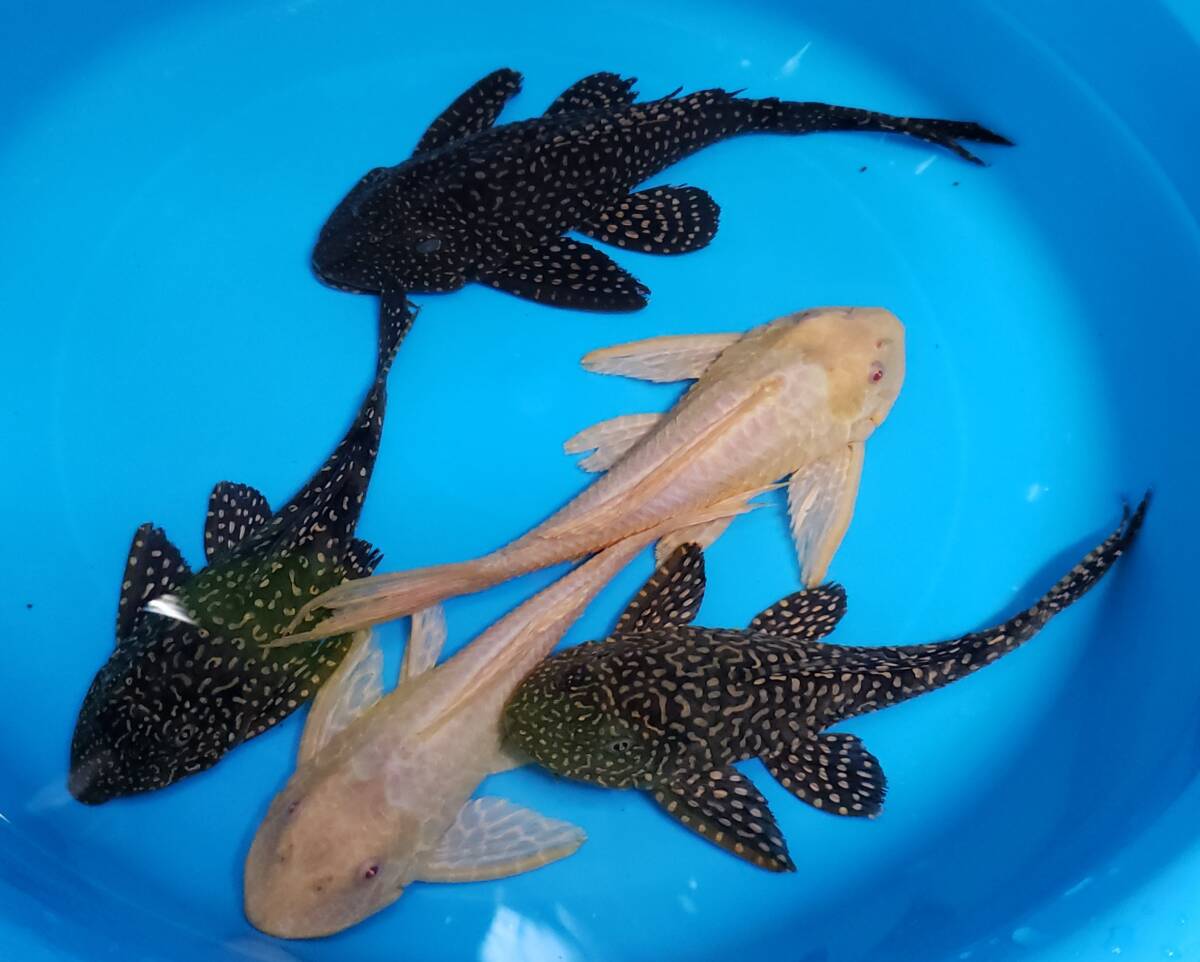 プレコ　5匹　20㎝～24㎝　アルビノセルフィン2匹　オレンジセルフィン3匹_4