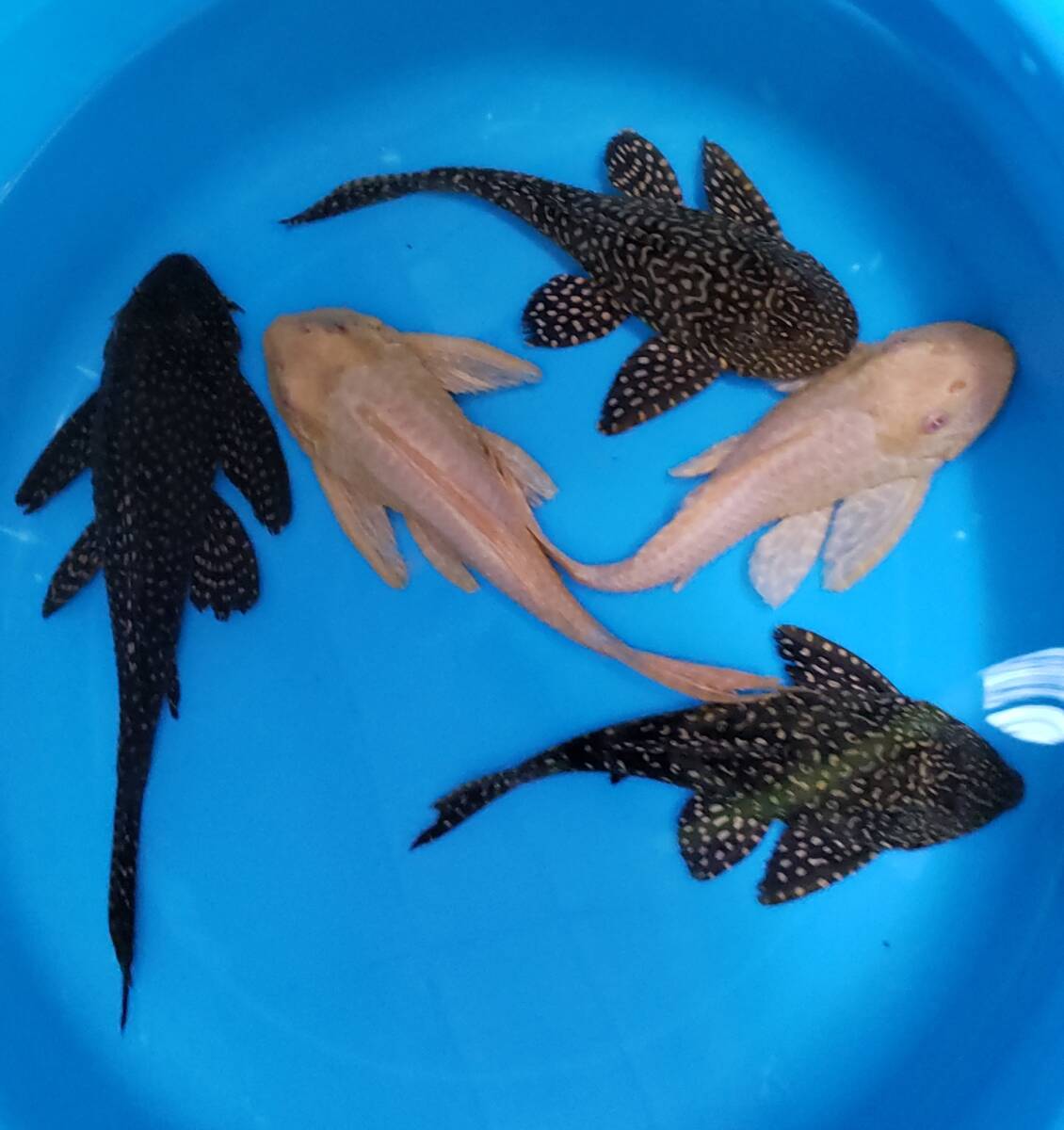 プレコ　5匹　20㎝～24㎝　アルビノセルフィン2匹　オレンジセルフィン3匹_5