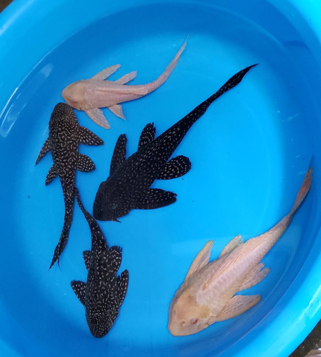 プレコ　5匹　20㎝～24㎝　アルビノセルフィン2匹　オレンジセルフィン3匹_6