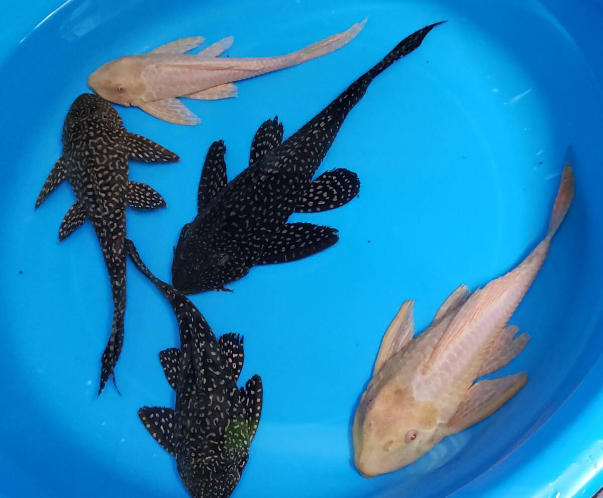 プレコ　5匹　20㎝～24㎝　アルビノセルフィン2匹　オレンジセルフィン3匹_7