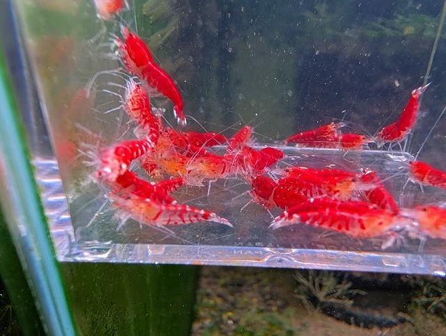 シュリンプの情報