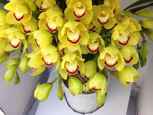 シンビジューム：ディープインパクト7本立ち