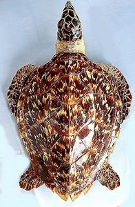 亀 剥製の値段と価格推移は？｜9件の売買データから亀 剥製の価値が