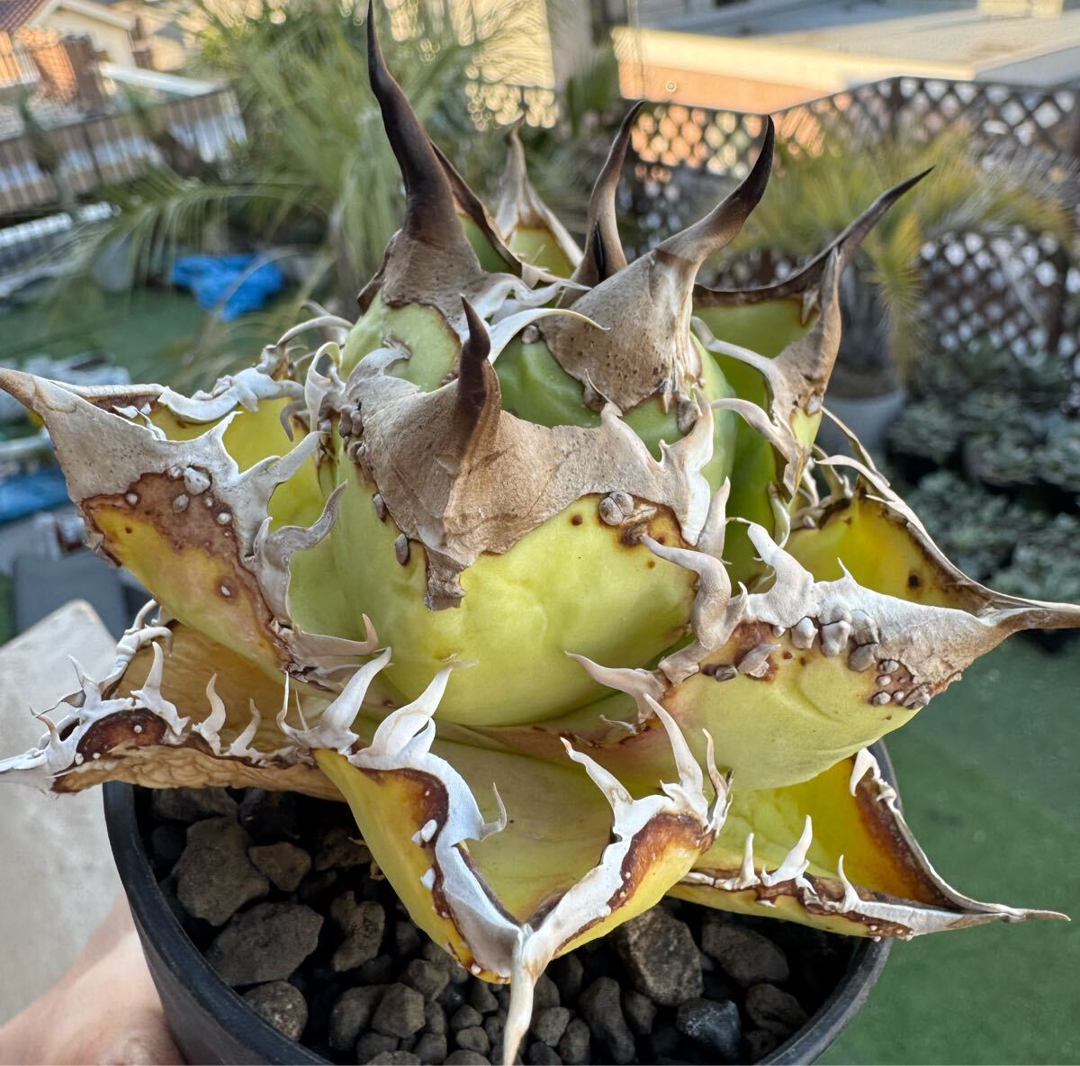 オテロイの値段と価格推移は？｜2319件の売買データからオテロイの価値