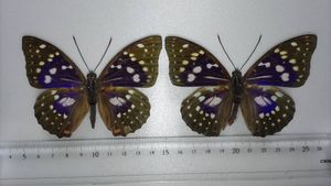 標本 蝶のYahoo!オークション(旧ヤフオク!)の相場・価格を見る｜Yahoo