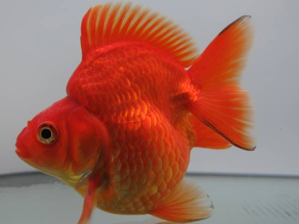 だるま流金 赤色個体10cm前後②