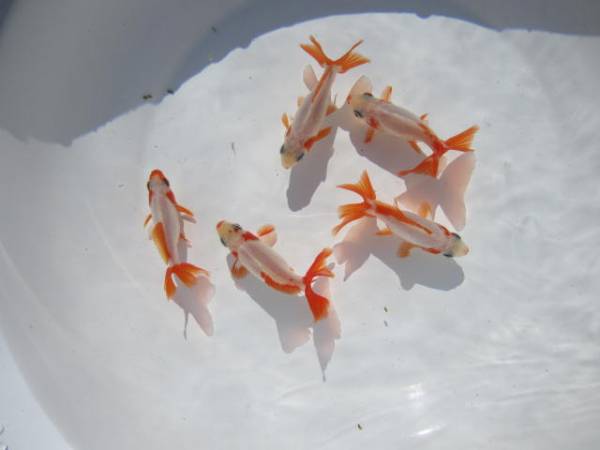 愛知県指定の天然記念物地金（７１） ５匹　　　　　　　　　　