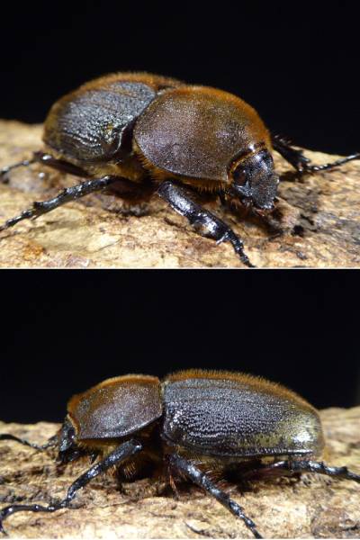 ◆ヘラクレス・ヘラクレス　♀67mm単品◆即ブリ　7