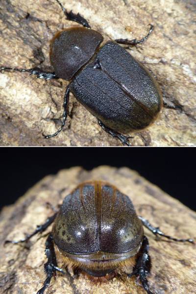 ◆ヘラクレス・ヘラクレス　♀67mm単品◆即ブリ　7