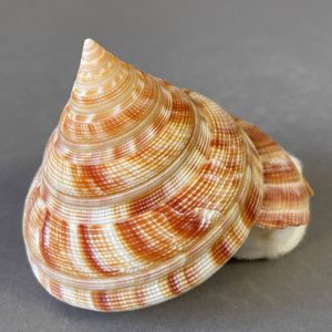 オキナエビスの値段と価格推移は？｜154件の売買データから