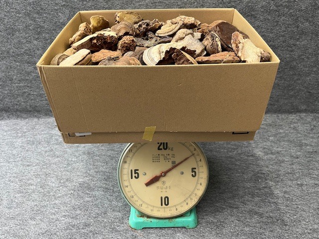 e669 レイシ 霊芝 木箱入り れいし 煎茶飾り 煎茶道具 茶道具 サルノコシカケ 霊芝 | | 製品情報 | フジワラ化学株式会社