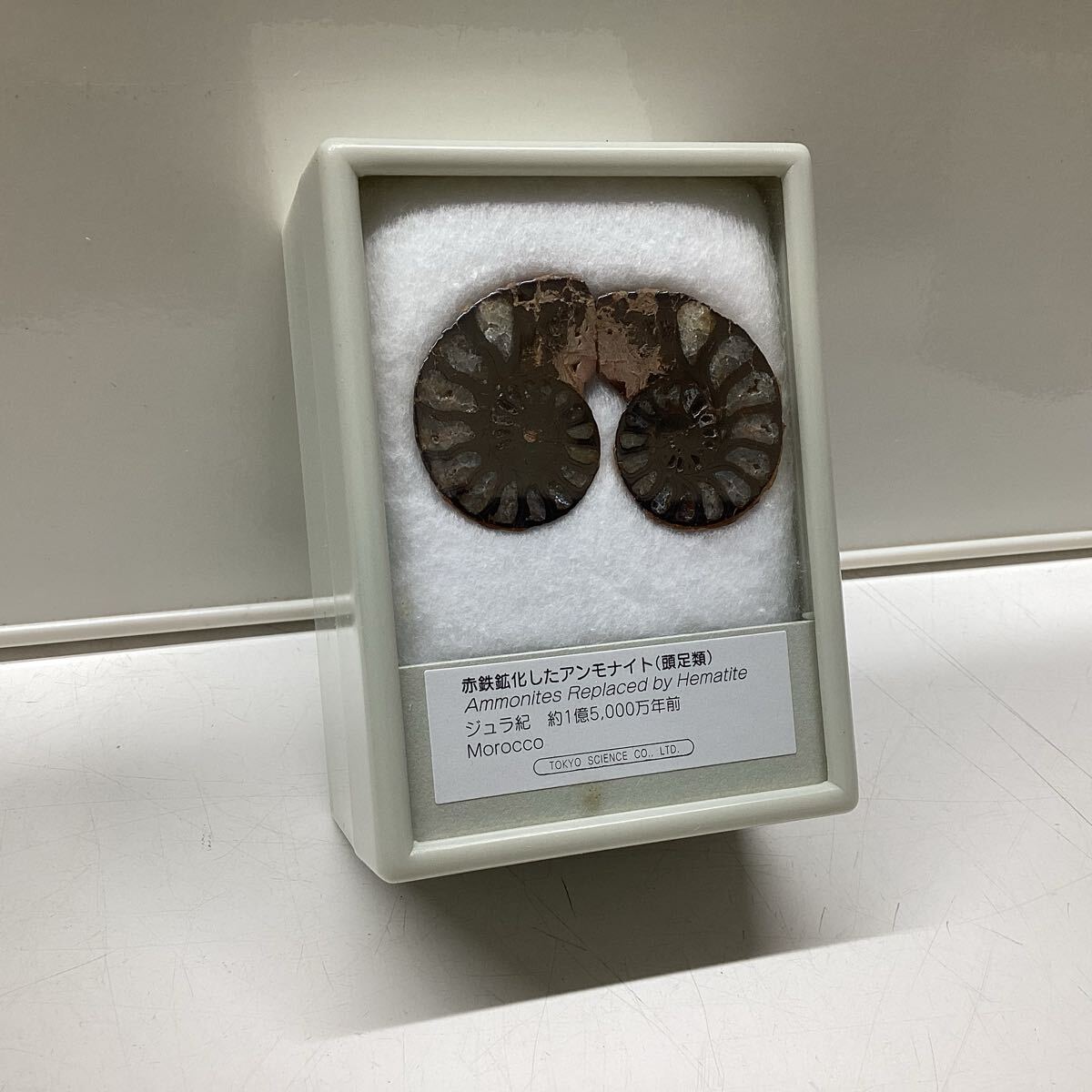 東京サイエンス アンモナイト 三葉虫 アンモライト マンモスの牙 化石