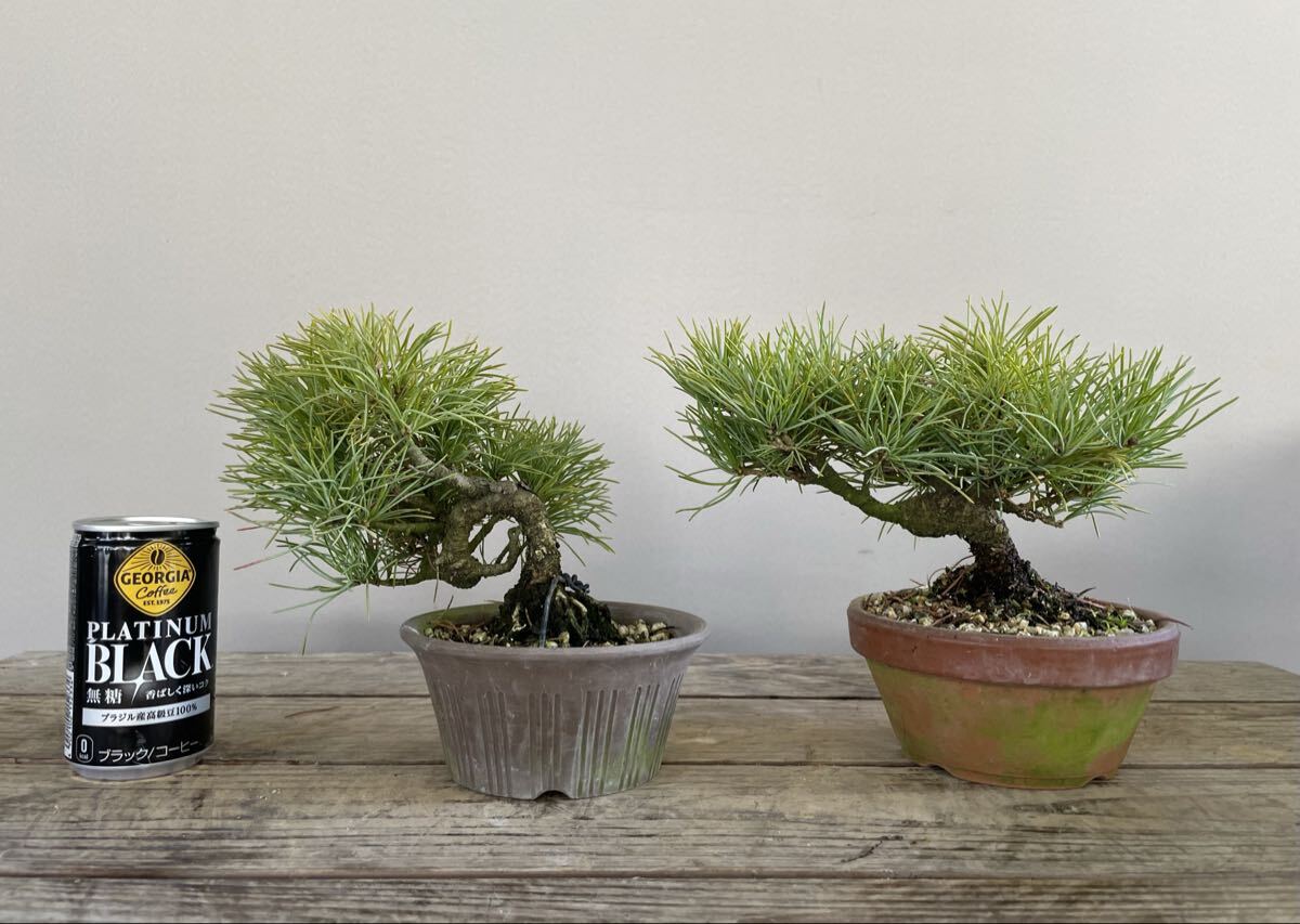 実生 約20年 那須五葉松 2鉢セット 小品盆栽 素材 観葉植物黒松赤松