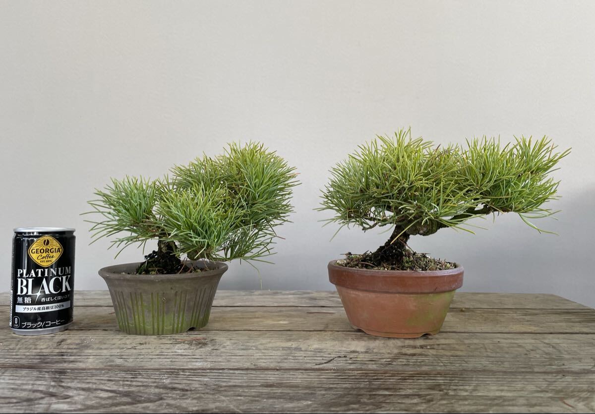 実生 約20年 那須五葉松 2鉢セット 小品盆栽 素材 観葉植物黒松赤松