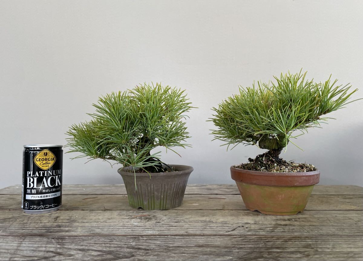 実生 約20年 那須五葉松 2鉢セット 小品盆栽 素材 観葉植物黒松赤松