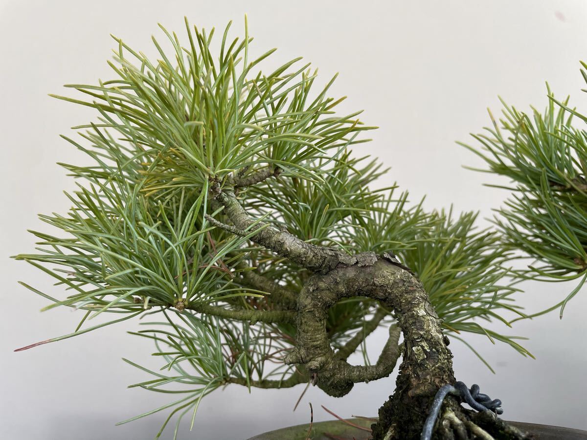 実生 約20年 那須五葉松 2鉢セット 小品盆栽 素材 観葉植物黒松赤松