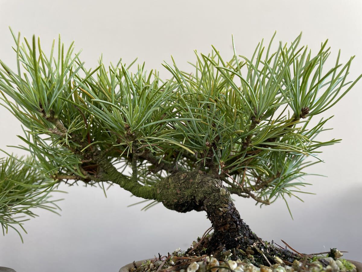 実生 約20年 那須五葉松 2鉢セット 小品盆栽 素材 観葉植物黒松赤松
